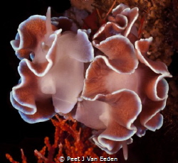 A frilly love affair. Frilled nudibranchs by Peet J Van Eeden 